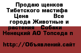 Продаю щенков Тибетского мастифа › Цена ­ 45 000 - Все города Животные и растения » Собаки   . Ненецкий АО,Топседа п.